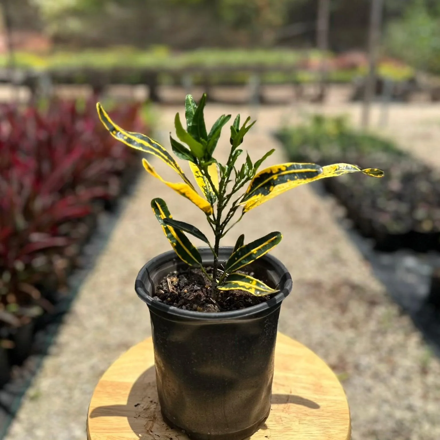 Croton Small thumbnail 6
